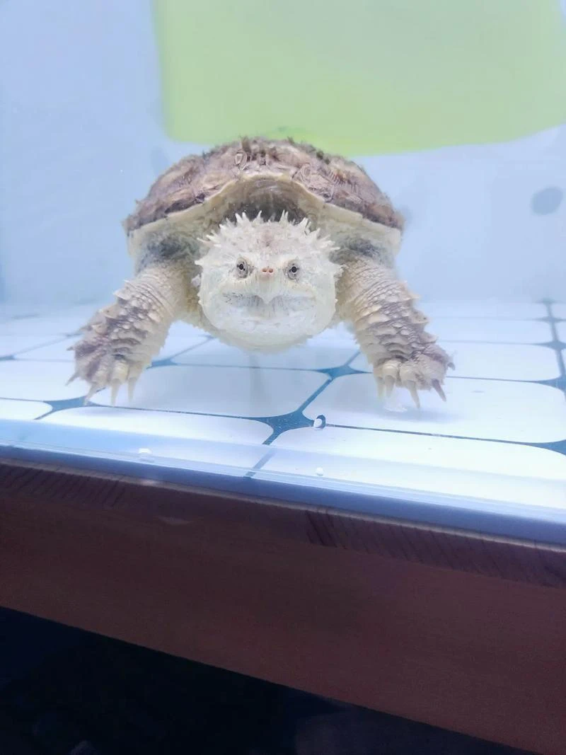 宠物龟观赏龟直播挑选链接