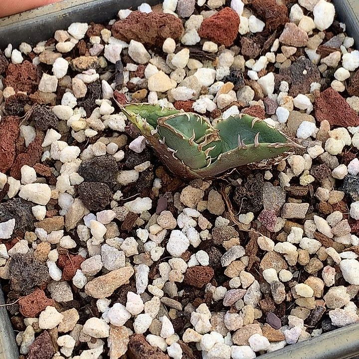 ?****?龙舌兰仁王冠籽播表妹