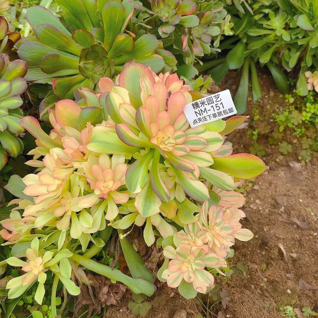 何绍七彩多肉植物砍头群151