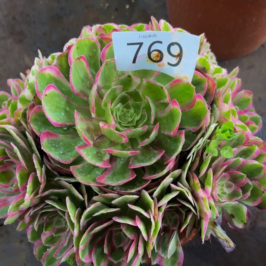 769多肉植物孔雀翎法师