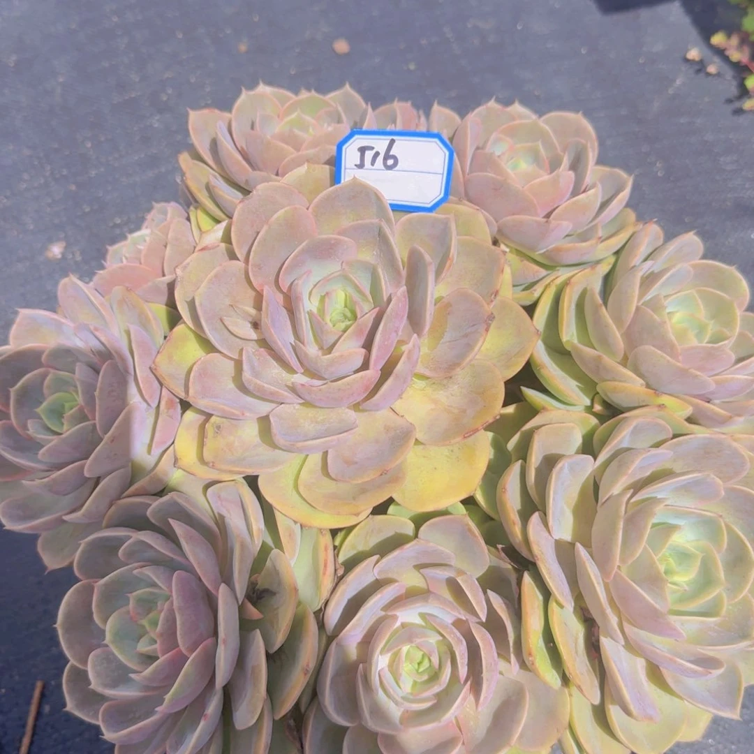 516蓝色苍鹭凡艺多肉