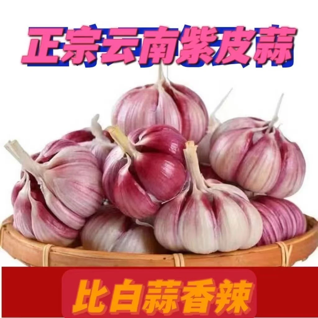 【2025新蒜】xt云南紫皮蒜老品种 湿蒜 大蒜 腌蒜 泡蒜 蒜1-9斤