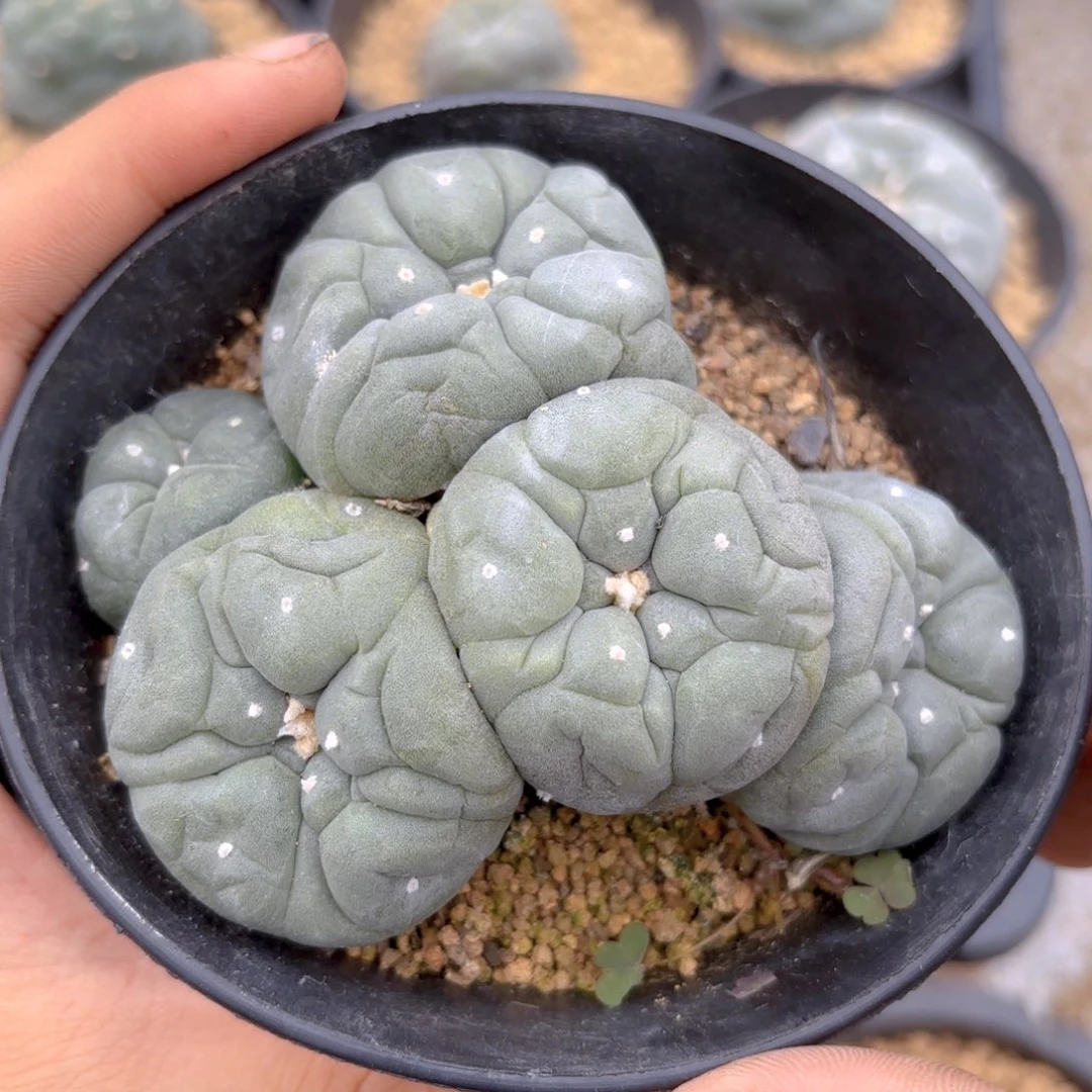 大尤多头G g g g g g g