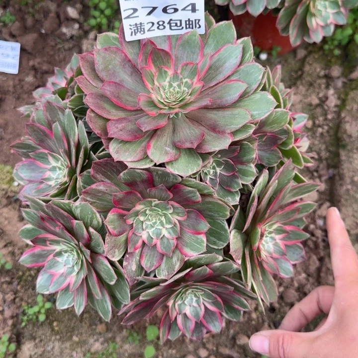 2764三号棚月华多肉A