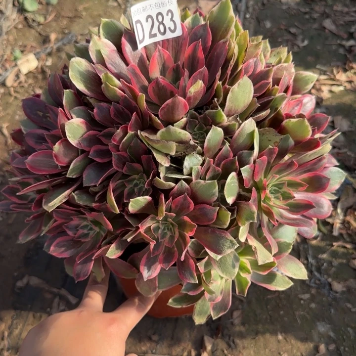 浣纱……多肉植物……