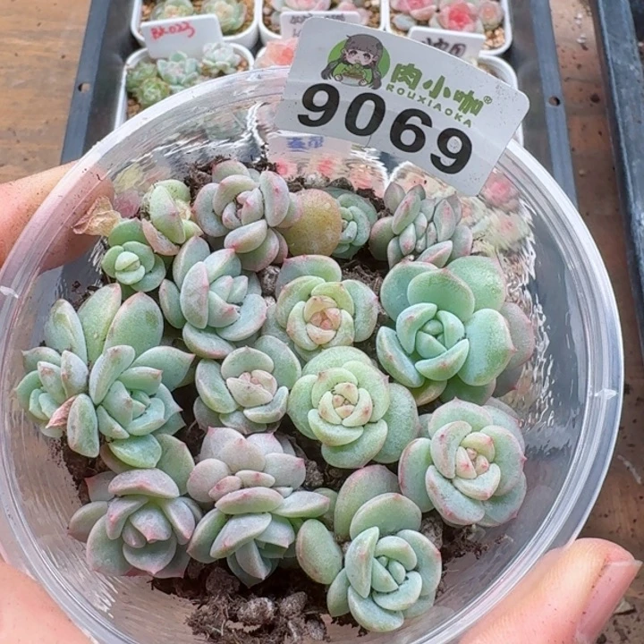 梅**当多肉植物多肉植物