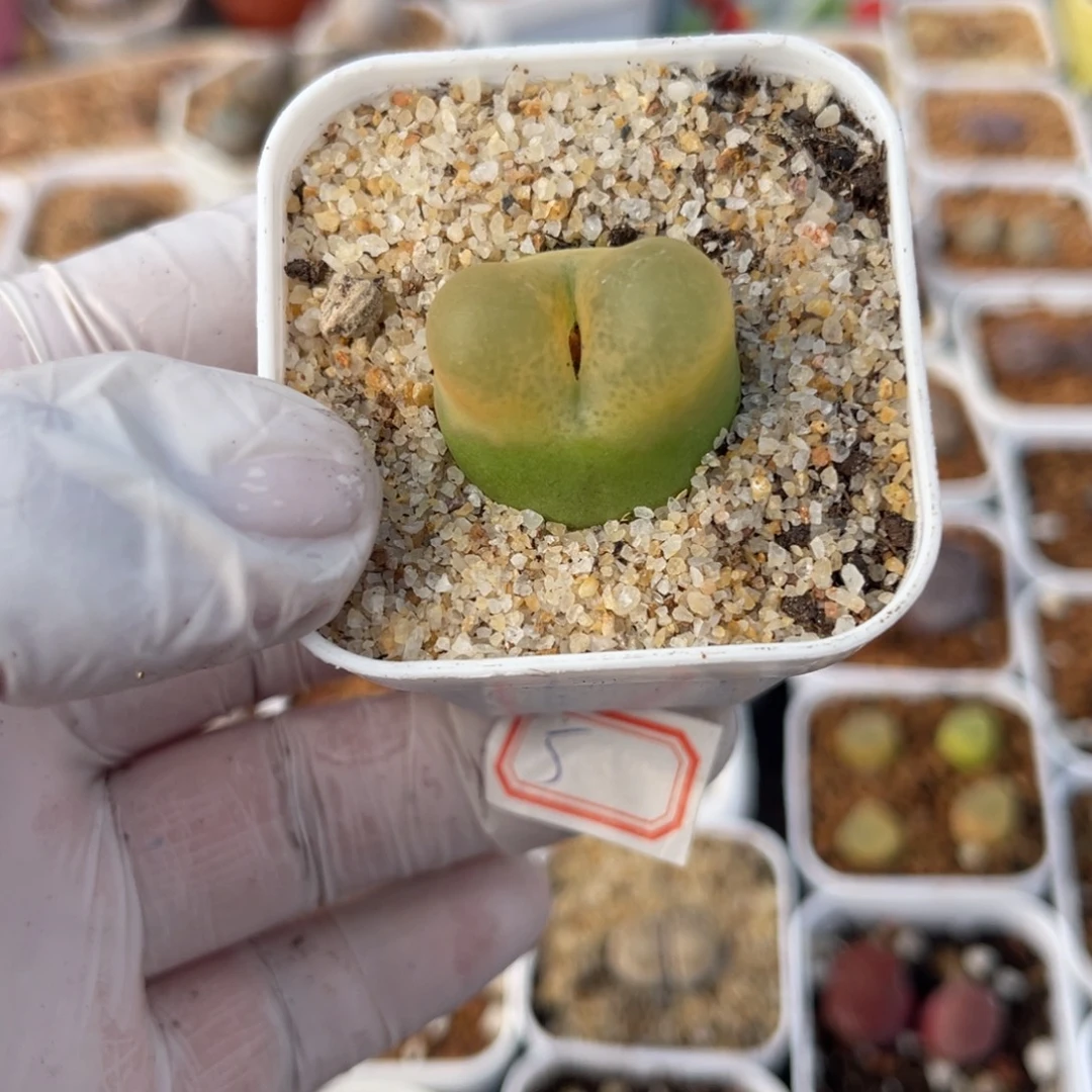 多肉植物一物一拍5