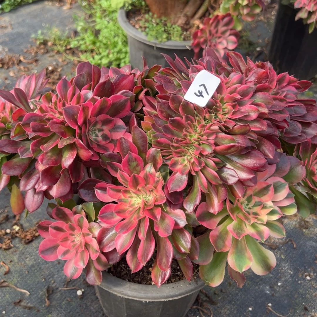 47张飞缀多肉椅子