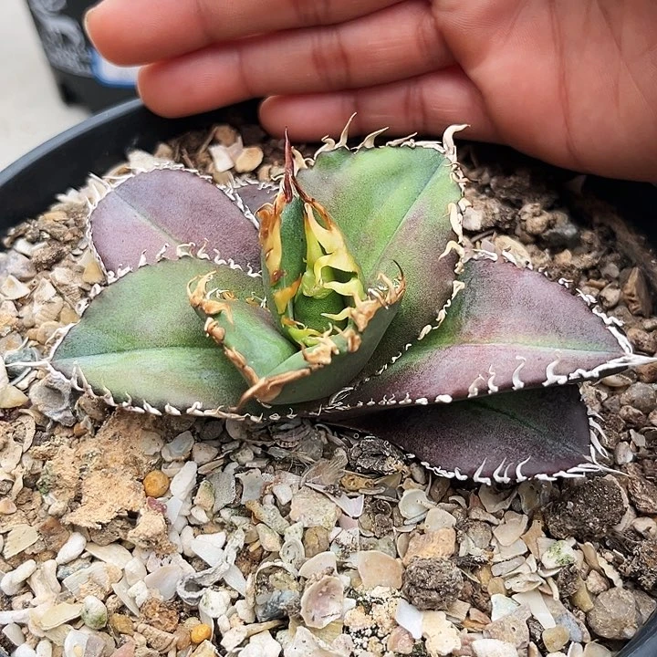 U****n龙舌兰金刚