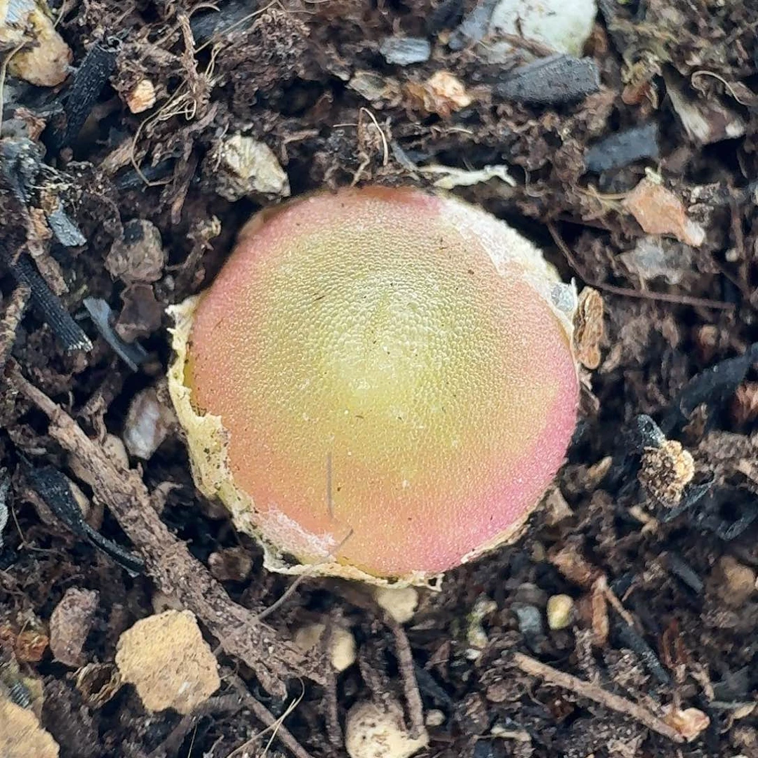 老马生石花哈默840