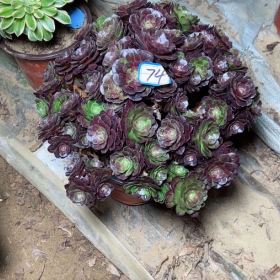 【闪购商品】多肉植物砍过不售后74