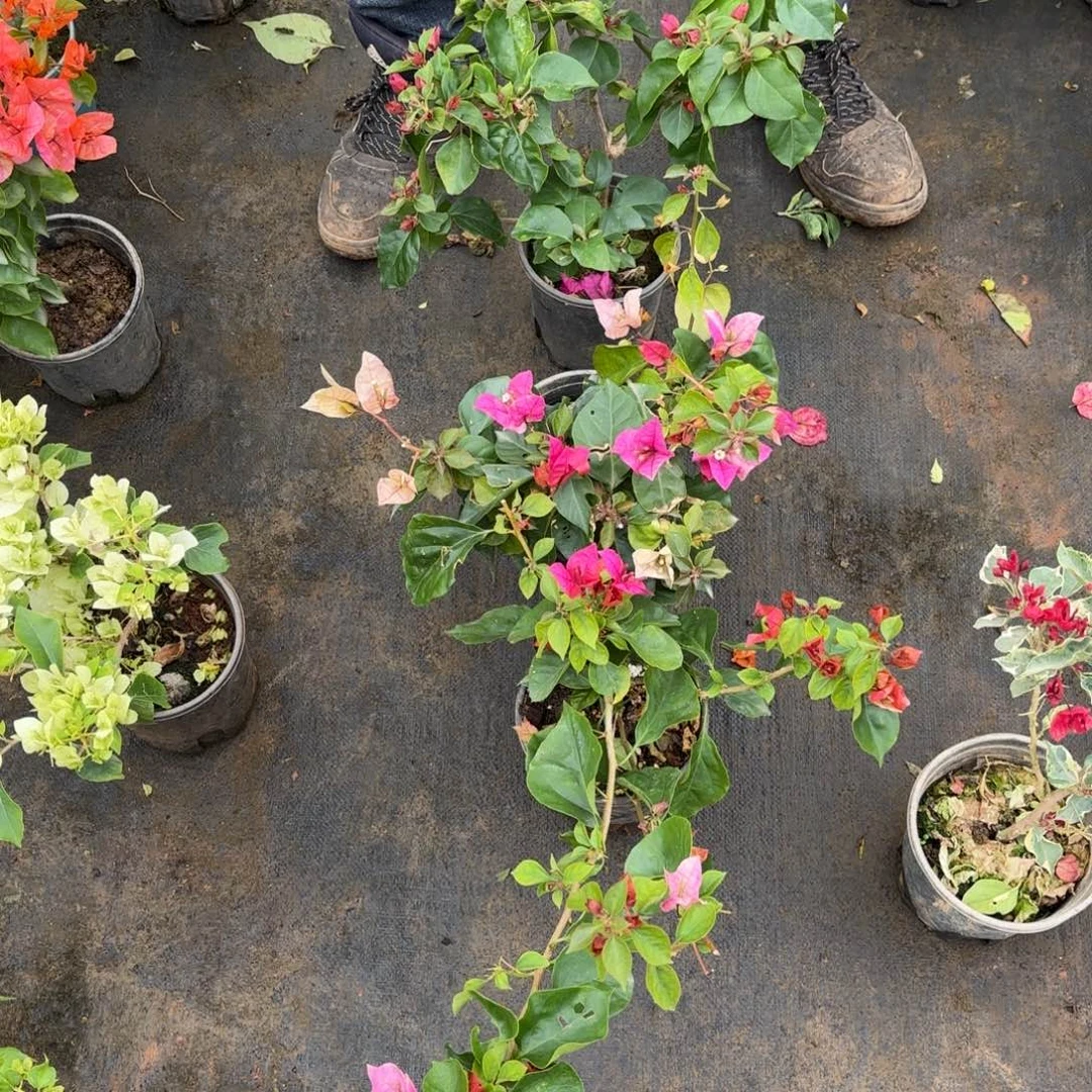 全部花苞（娆）三角梅会落花落叶会光苗有大有小