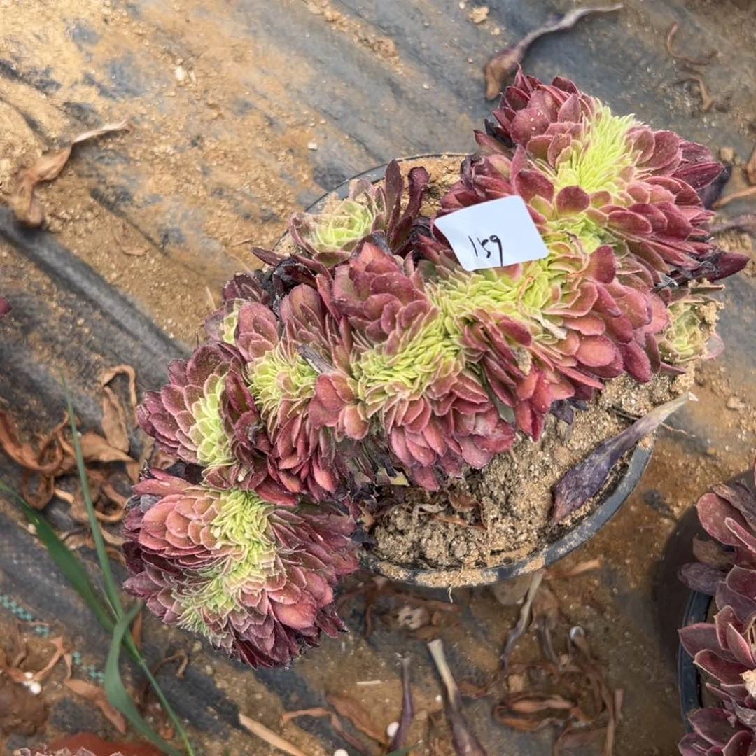 159海王缀多肉植物系