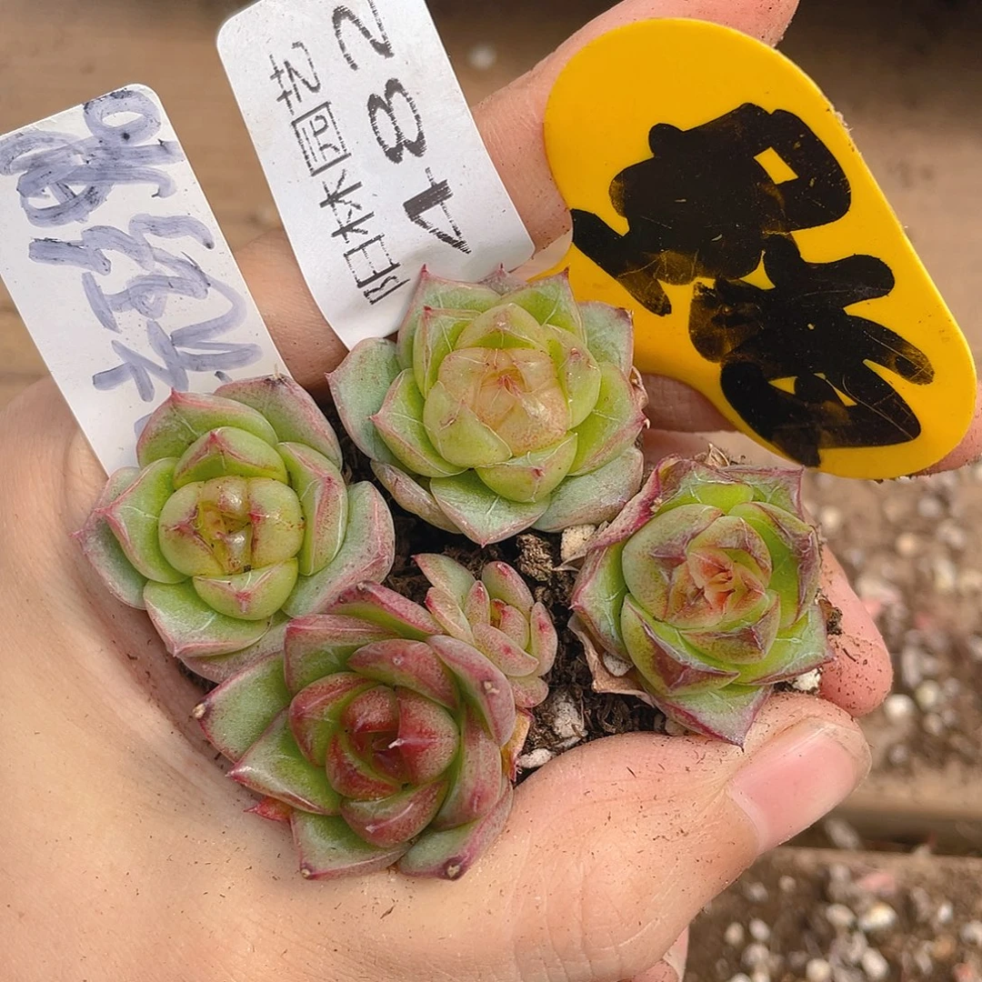 量拍多肉植物多肉植物482