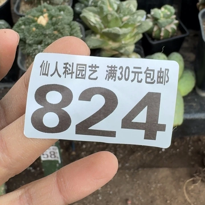 无花朵824落地平头大尤仙人球