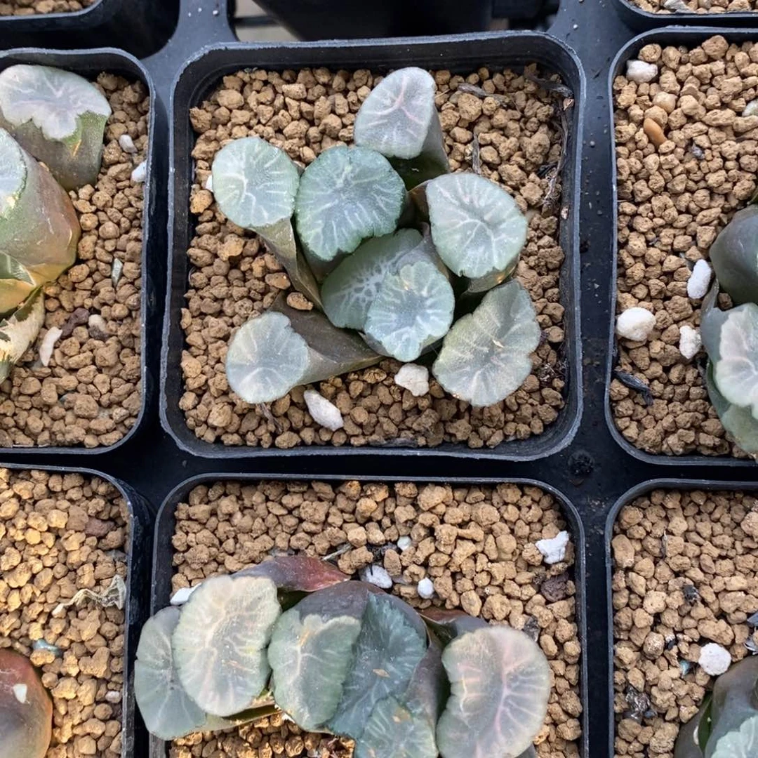 一颗大飞鸟万象。