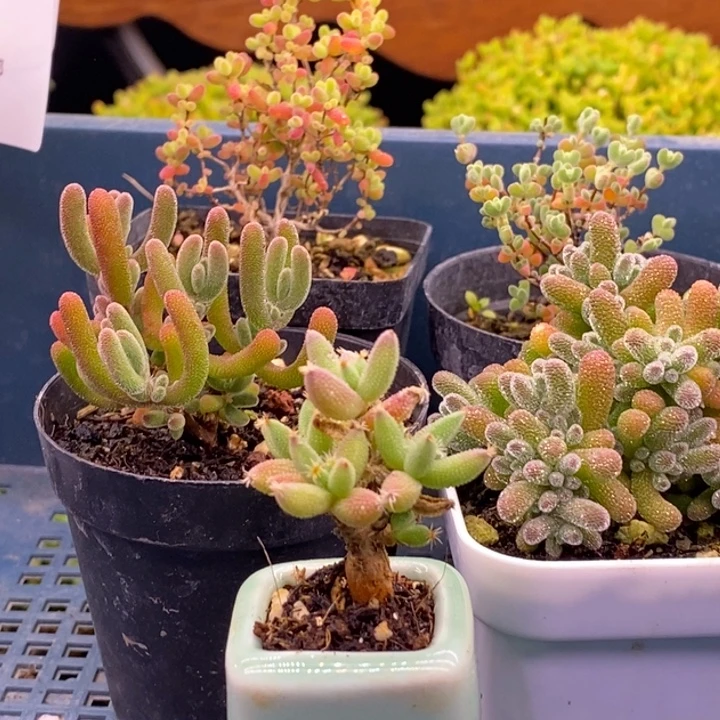 无花朵170五颗福利。