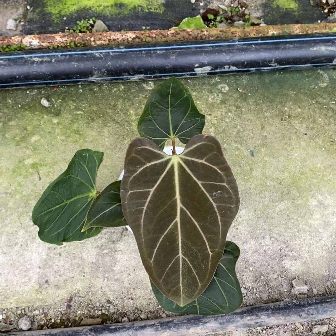 不开花植物黑桃杂杂（2颗包邮无售后）