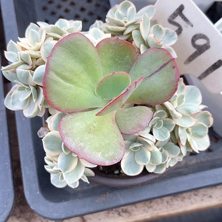 多肉植物秀妍锦591多人