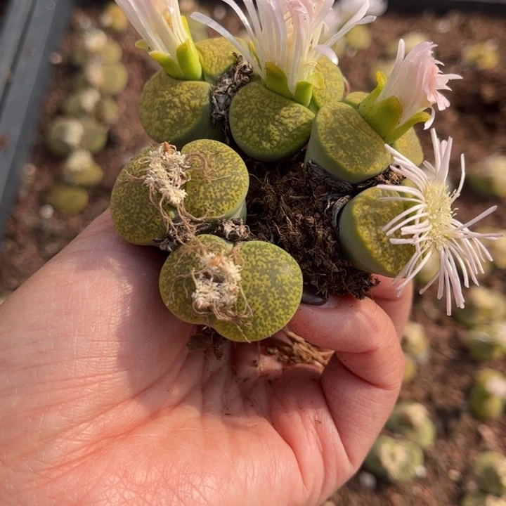 三颗绿紫薰双头888888888