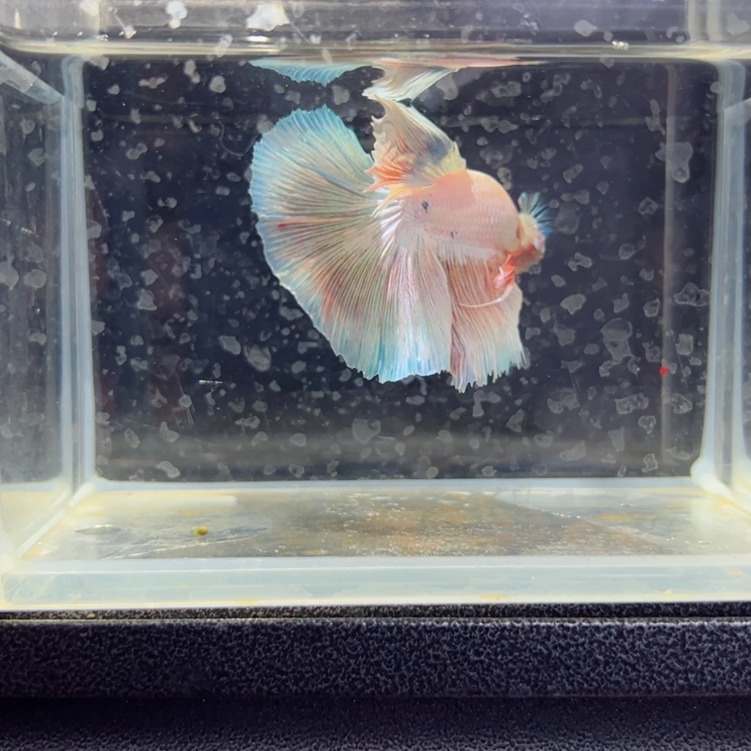 斗鱼浅色仙仙裙特殊尾