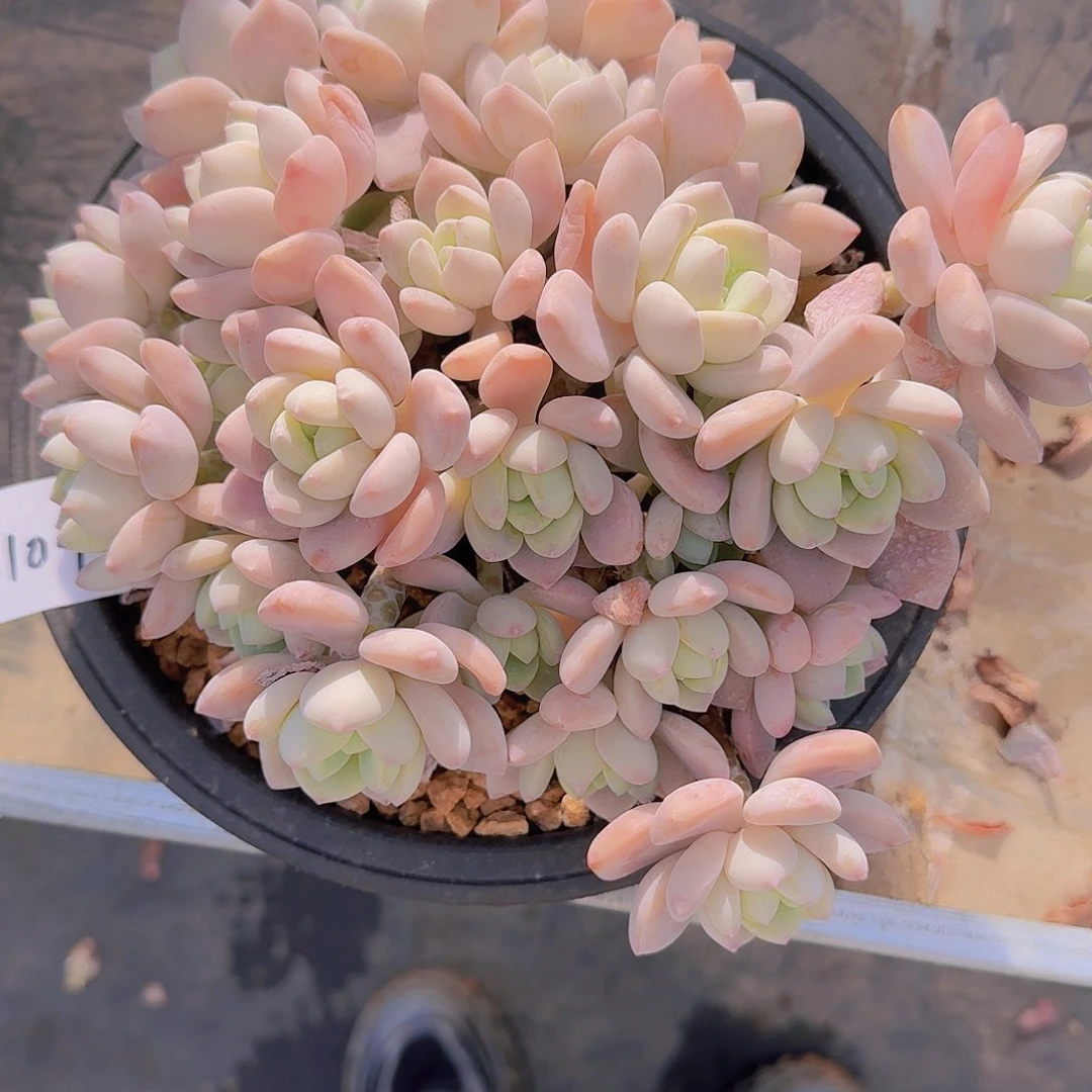 玉*3109露林香多肉