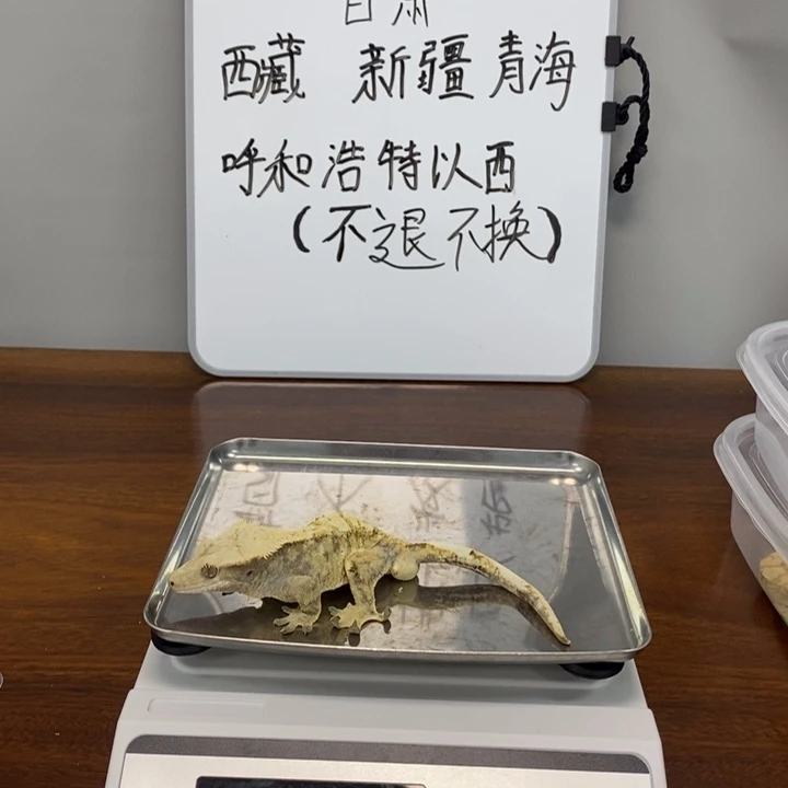 睫角守宫2025.12.15九十二