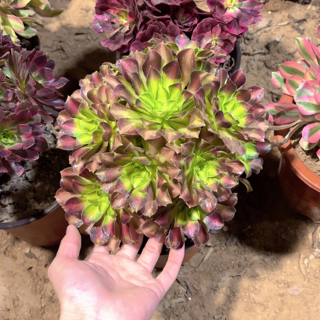 韶华法师9.9多肉植物