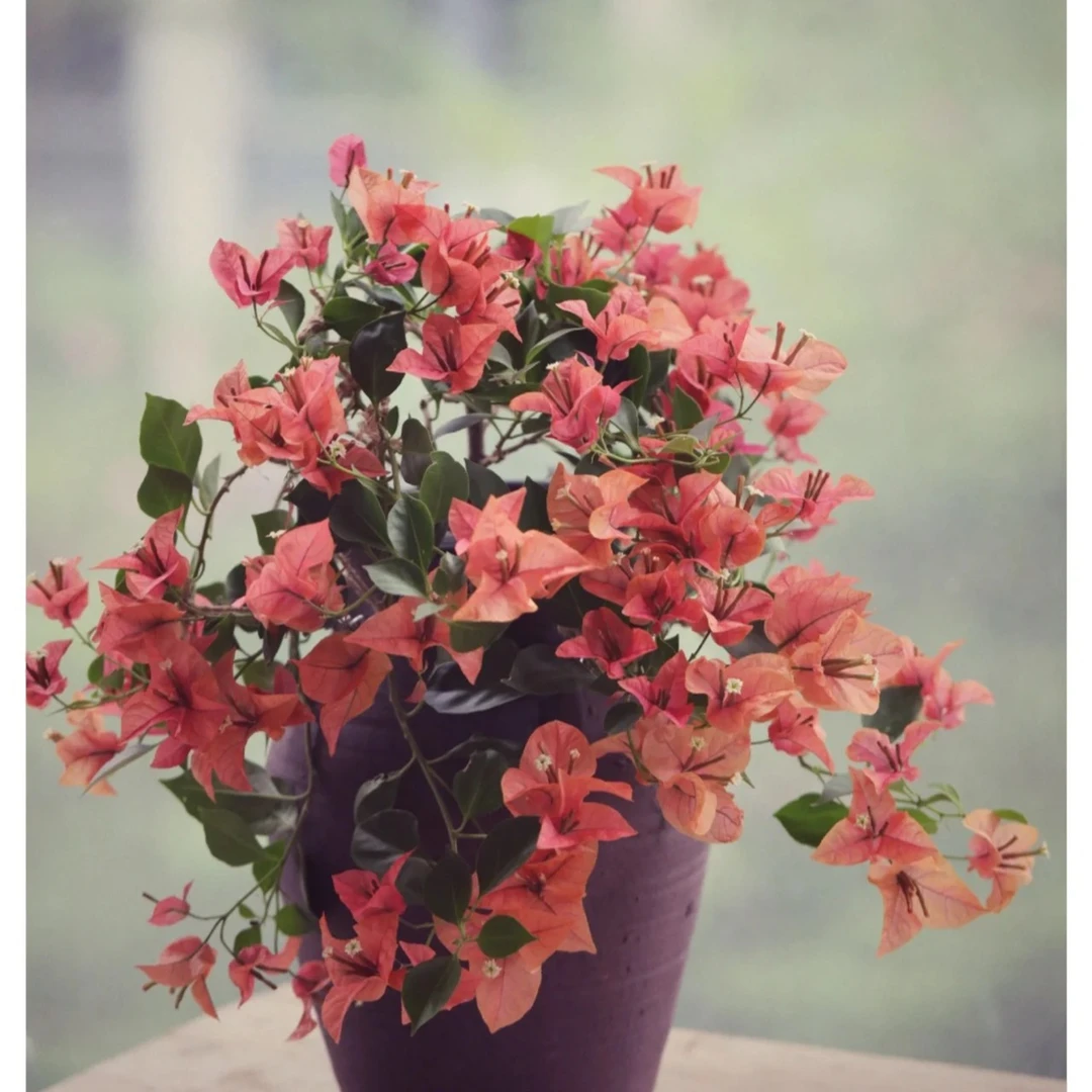 【佩德罗】三角梅阳台可爬藤可垂吊好养高档鲜活不带花