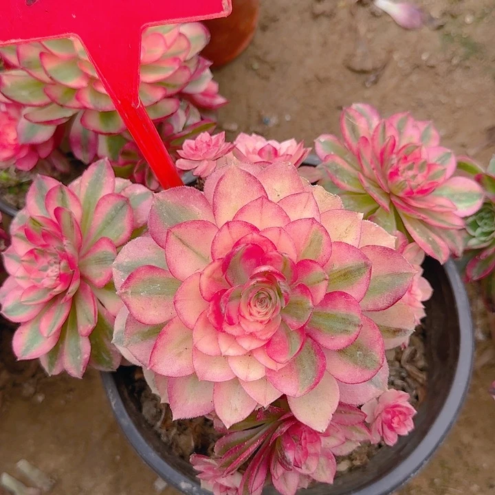 2-105荔枝多肉法师