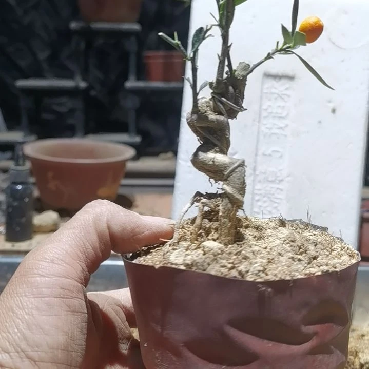 完全开放金豆小橘子绿植