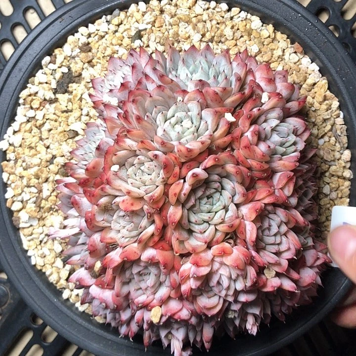 o**星383/////////////