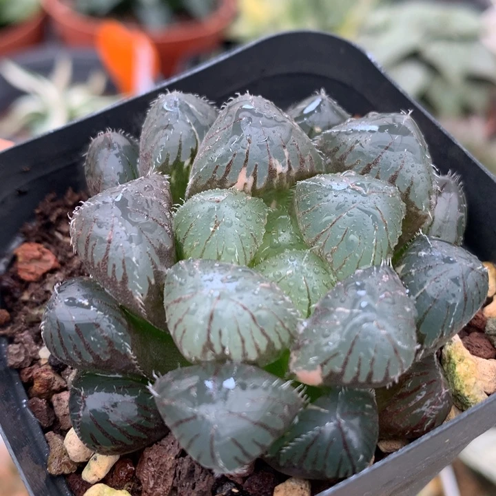 巨大化赤线玉露，带盆一起