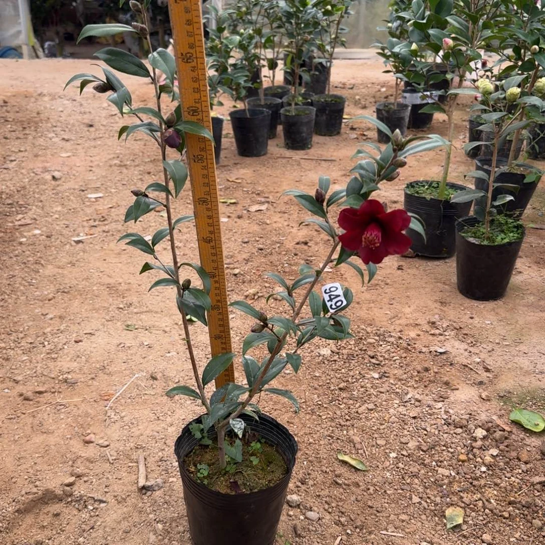 少量花朵（建议范围：2朵-5朵 或40%以下）949黑骑士