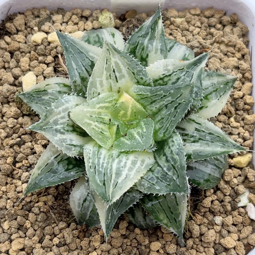 831实生寿锦福利专场