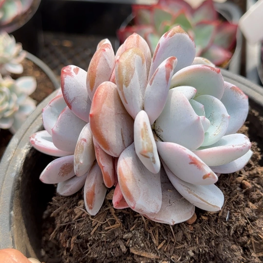 奶茶一物一拍包装收缩花旱