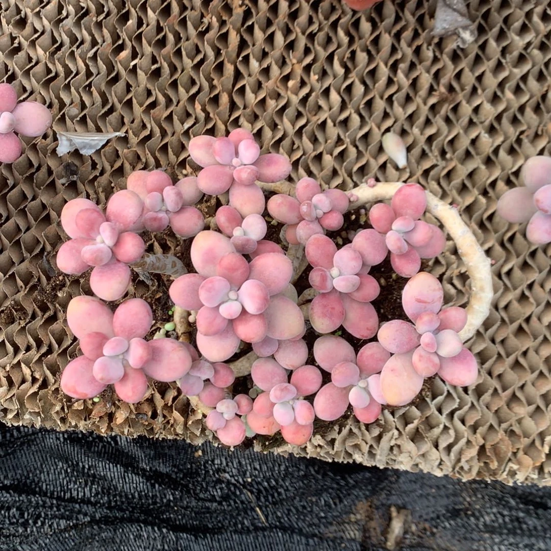 桃蛋老桩不带盆39号
