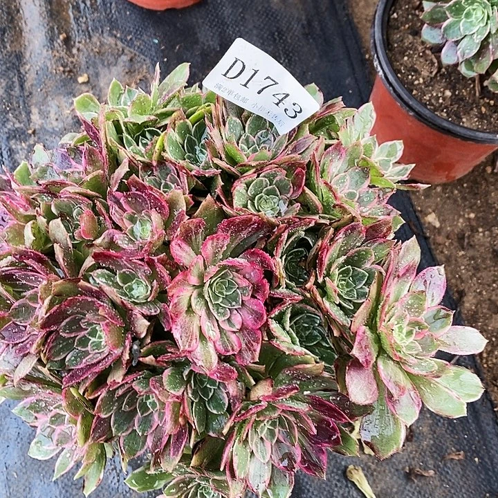 1743万花筒多肉不周正