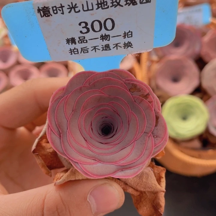 山地玫瑰300裸根发货不售后