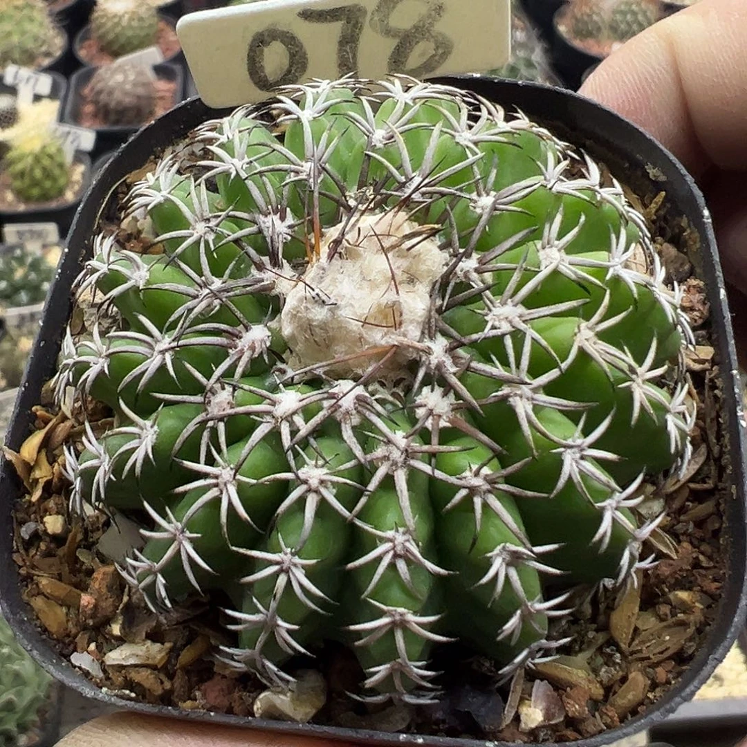 078实生奇特圆盘玉KKK