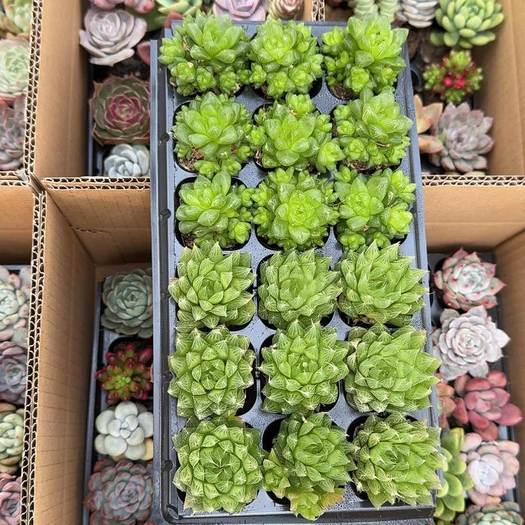 水晶玉露、琉璃玉露，各9颗