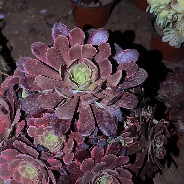 978婚纱多肉植物不售后