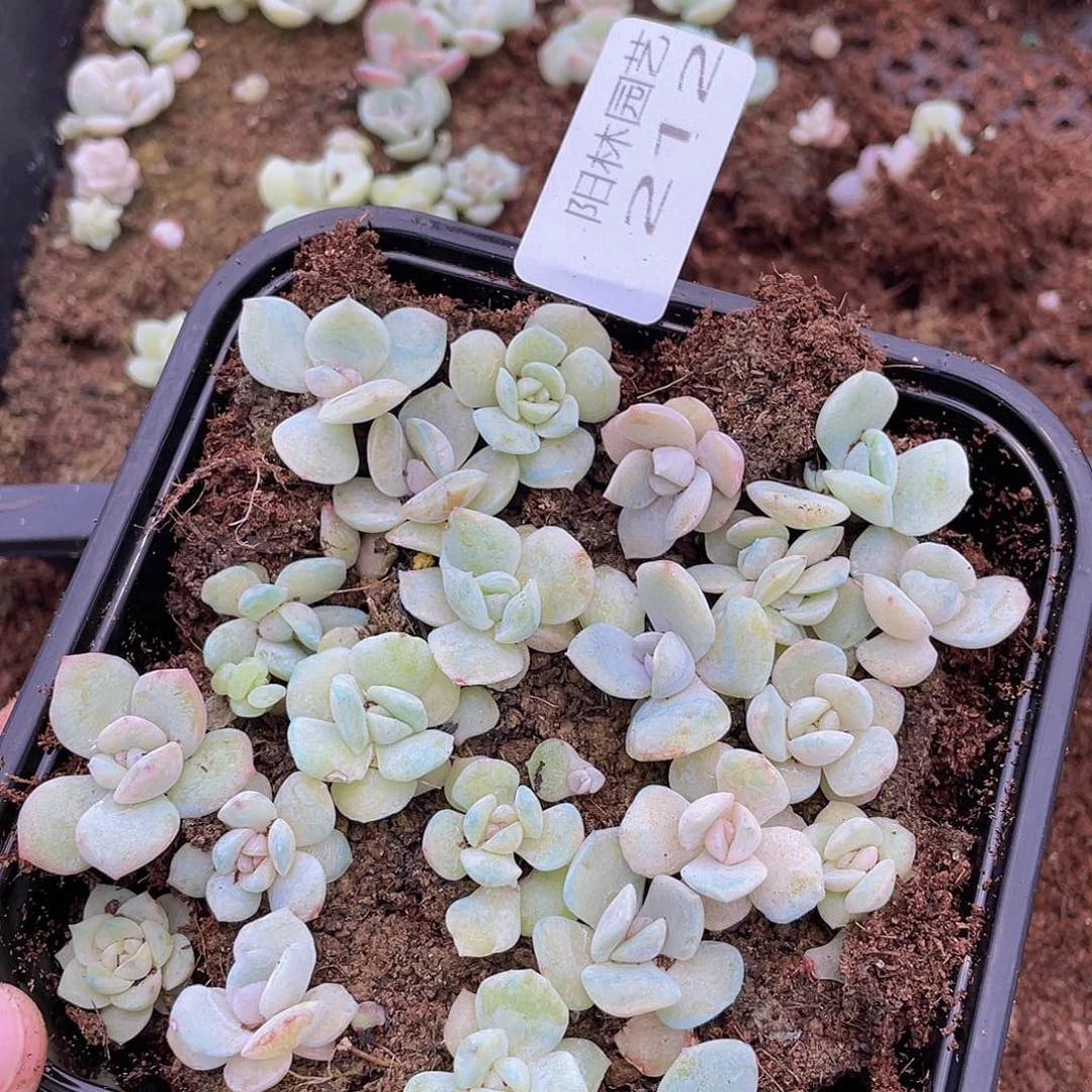 多肉植物多肉植物212