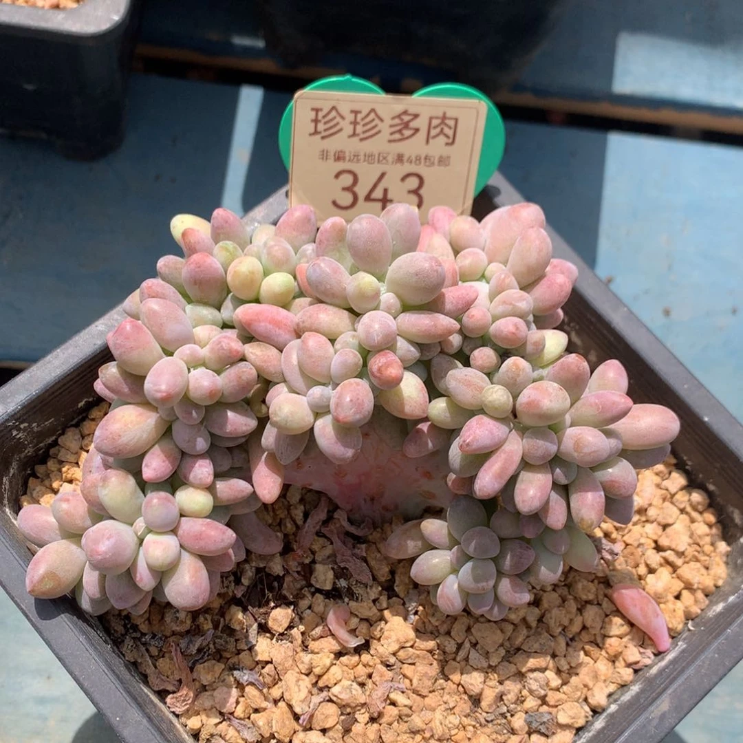 汤圆缀化彩体11公分343