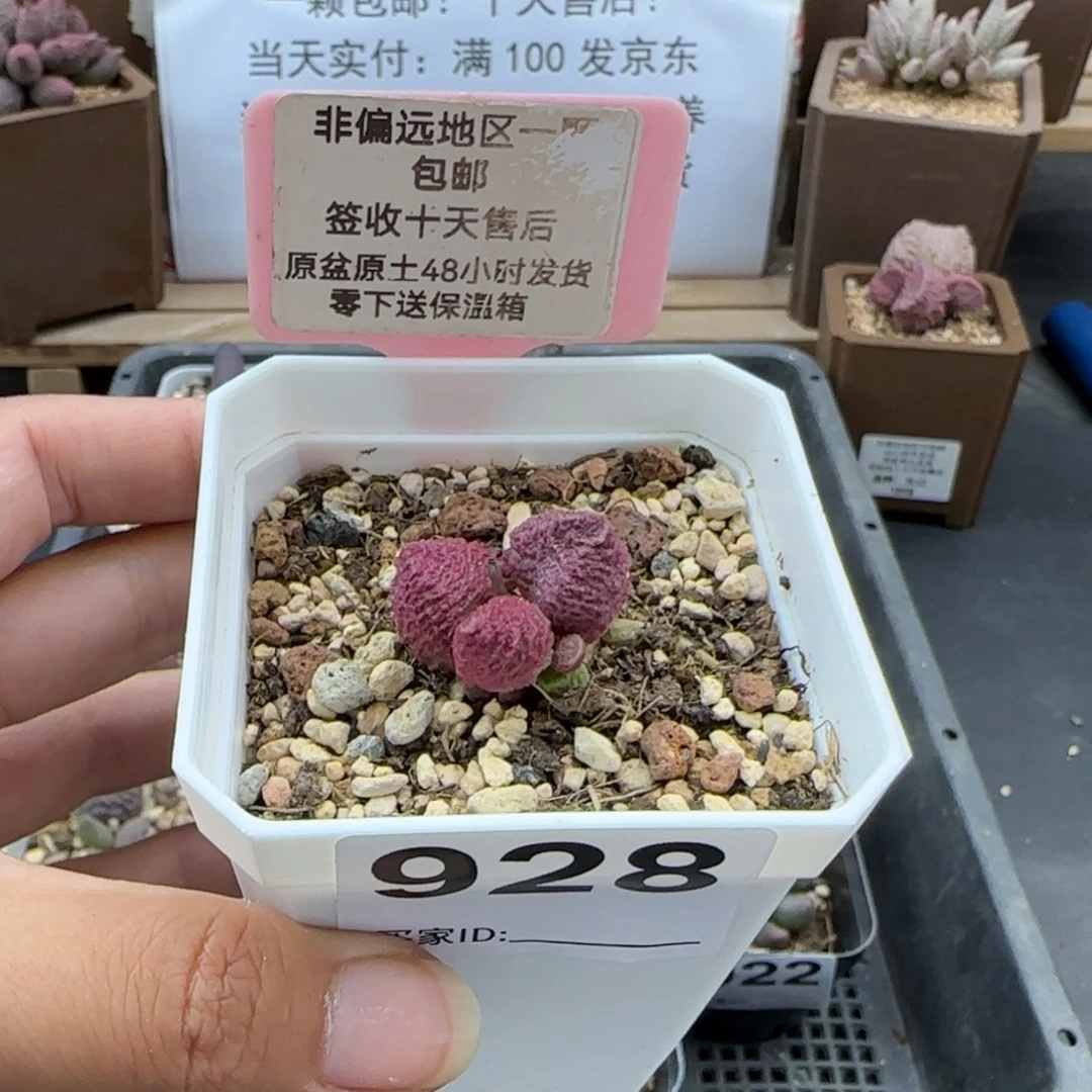 928巨猪宝多肉植物