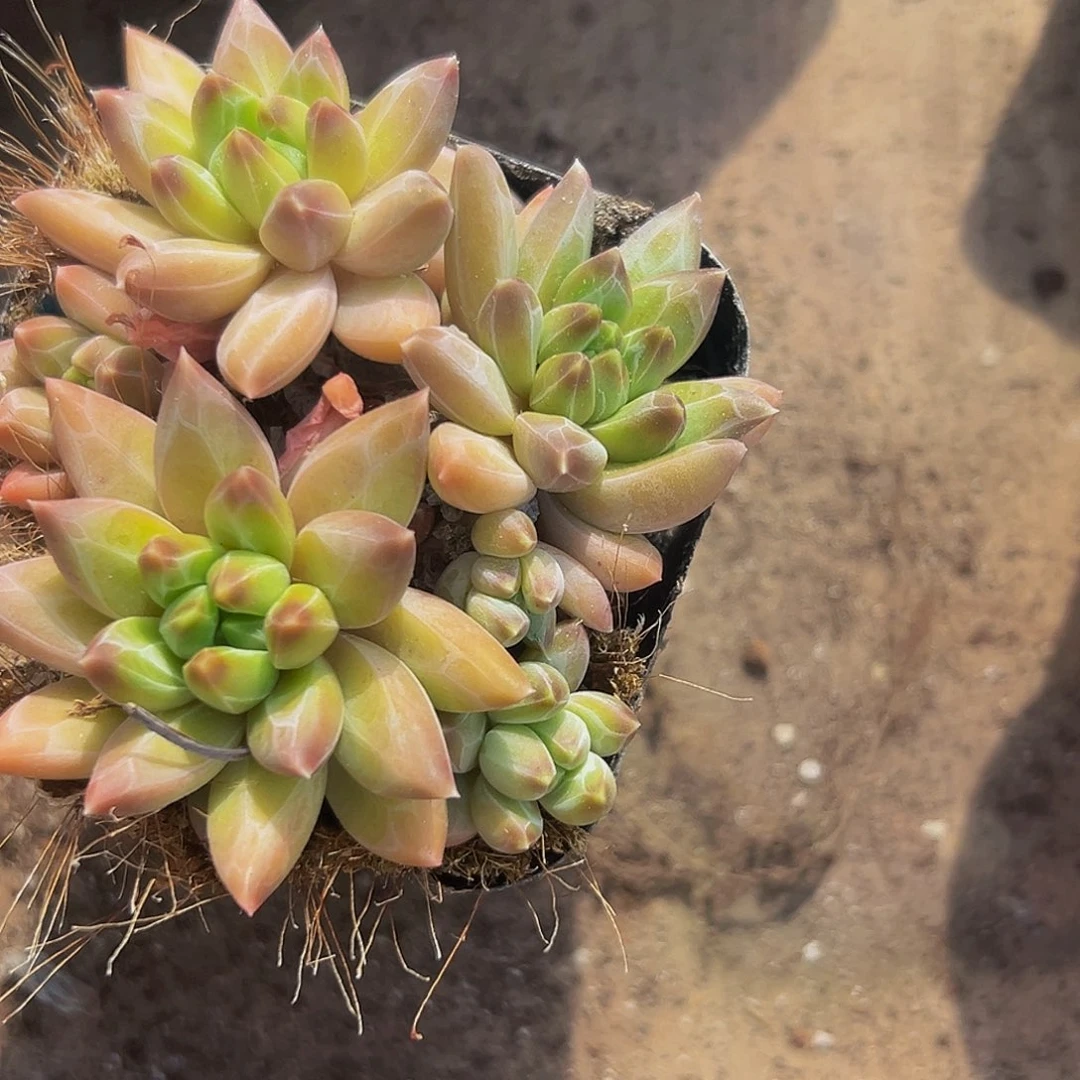 桔云多肉精品美人系列