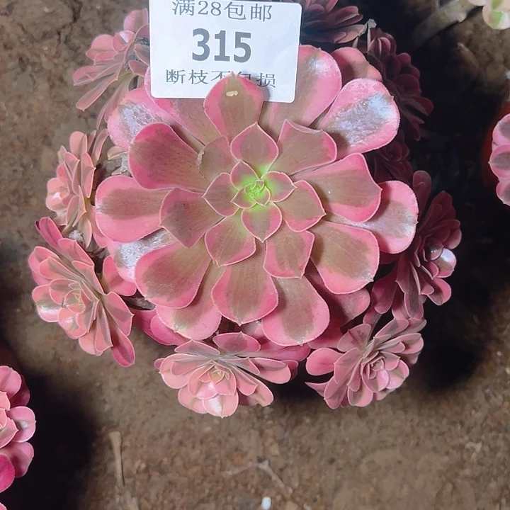 315美杜莎多肉植物
