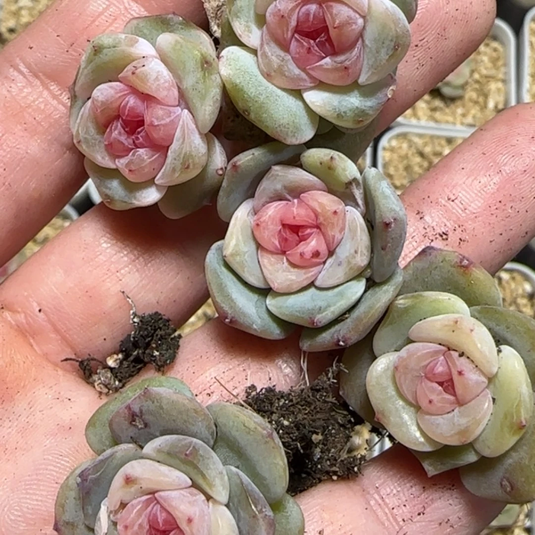 576号王者珍妮一盒