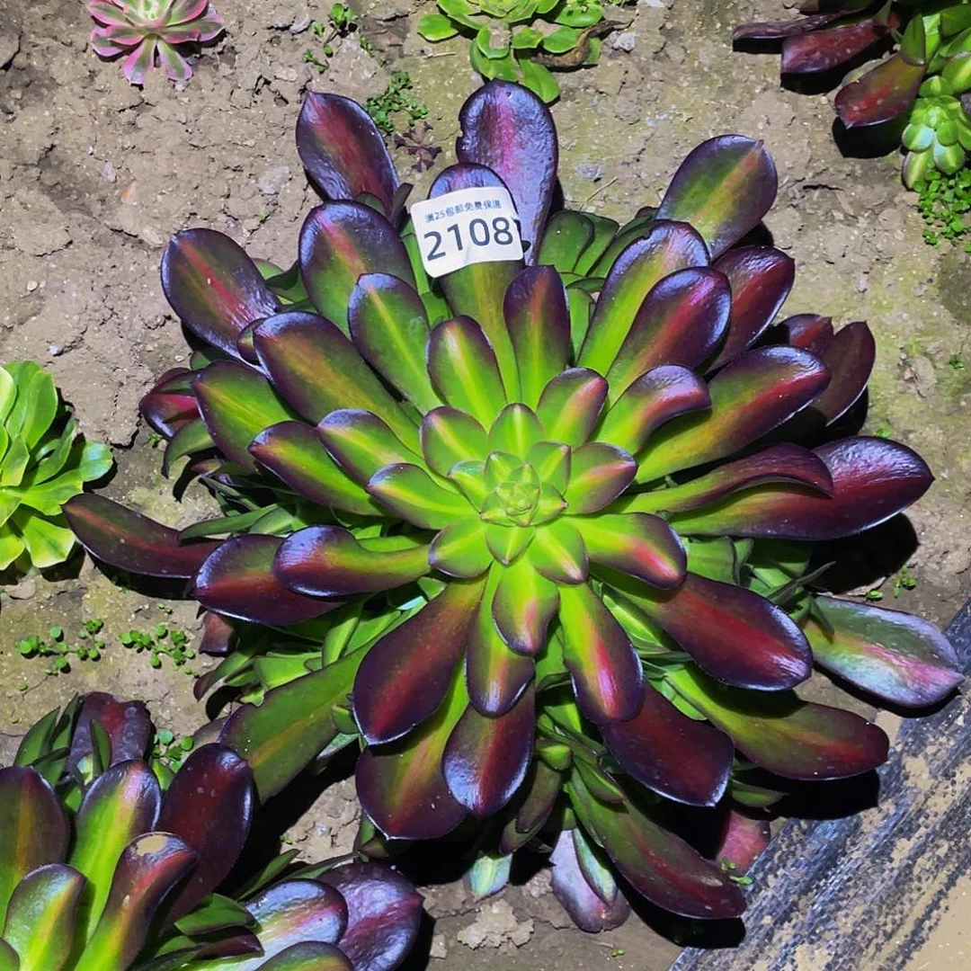 2108华纳多肉植物