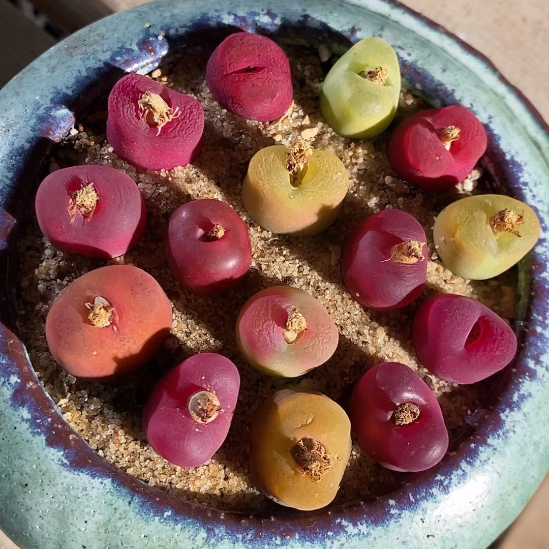 25334。  一组一组蟠桃丝绒。